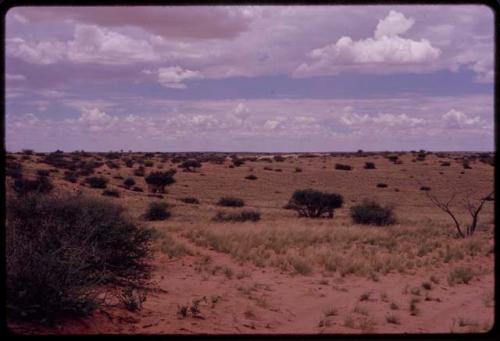 Landscape with red sand, sparse grass and bushes