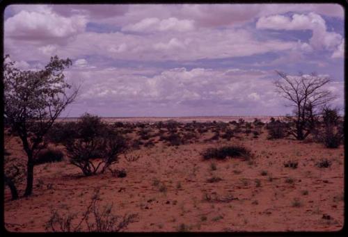 Landscape with red sand, sparse grass, bushes and trees