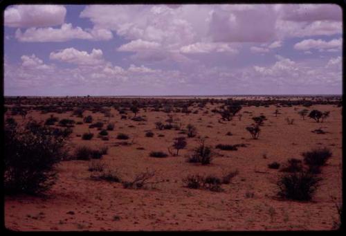 Landscape with red sand, sparse grass and bushes