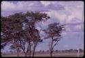 Vultures sitting in the top of a tree