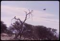 Vulture sitting on a branch, with another vulture flying away from the tree