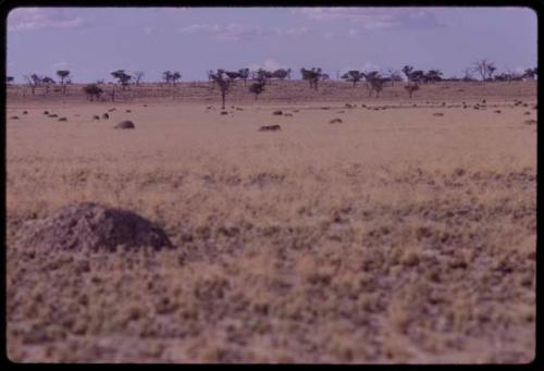 Ant hills scattered across a field, with trees in the distance