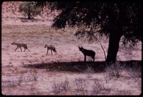 Three hyenas, two walking, one standing under a tree
