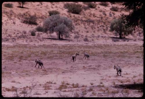 Four hyenas walking