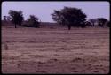 Paauw (Great Bustard) walking, distant view