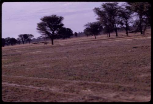 Springbok, distant view (out of focus)