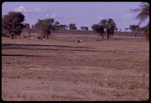 Springbok, distant view