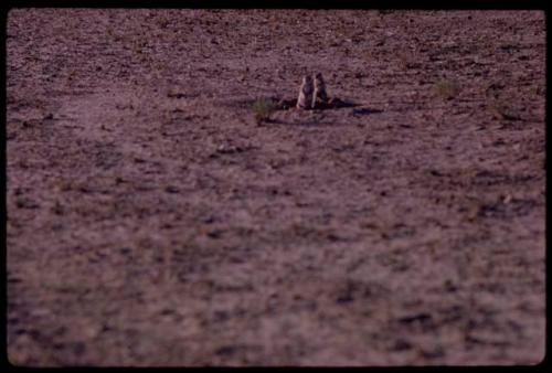 Four gophers