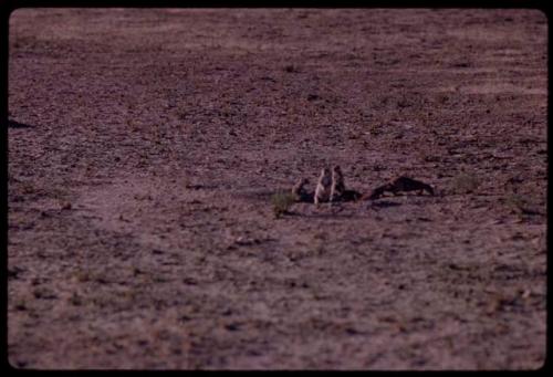 Four gophers next to a hole