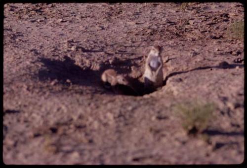 Two gophers in a hole