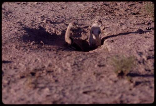 Two gophers in a hole