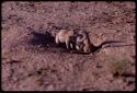 Three gophers in a hole