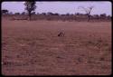 Fox, distant view