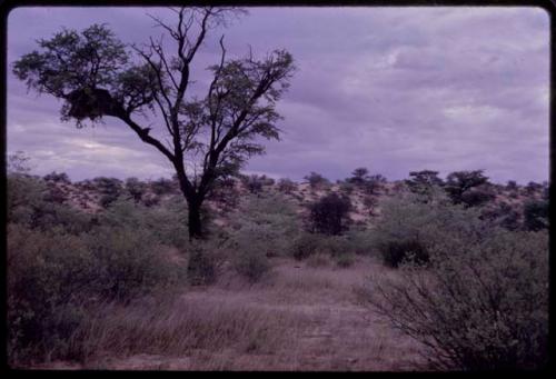 Social weaver birds' nest in a tree along a bank of sand