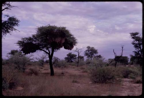 Social weaver birds' nests in a tree