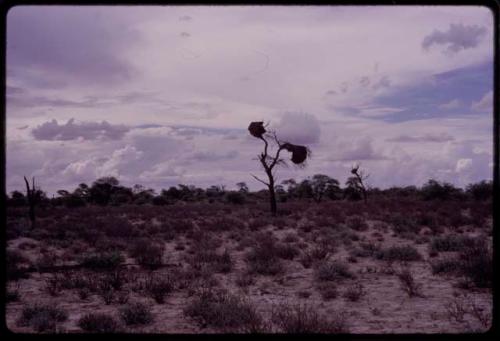 Weaver birds' nests in a tree