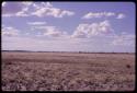 Field with anthills in the distance