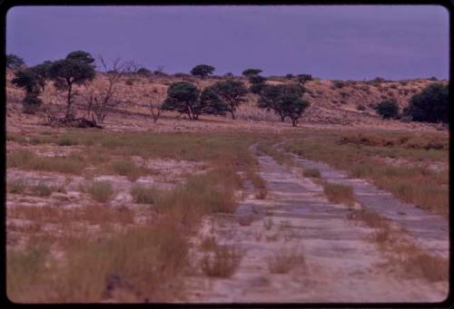 Track, with east bank of Nossob River in the background