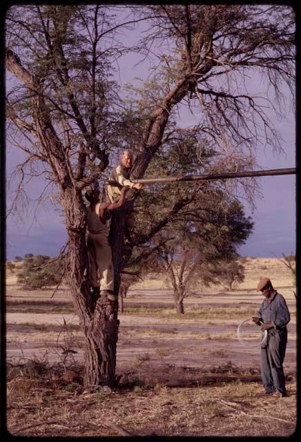 O. P. M. Prozesky and Wulf Haacke tying a pole to a tree to set up a large tent in a camp along the Nossab River, with Samuel standing underneath them, holding wire