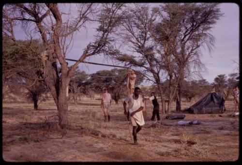 O. P. M. Prozesky and Wulf Haacke tying a pole to a tree to set up a large tent in a camp along the Nossab River, with other expedition members standing near them