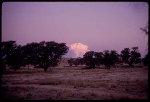 Landscape with trees at sunset, cloud in the sky