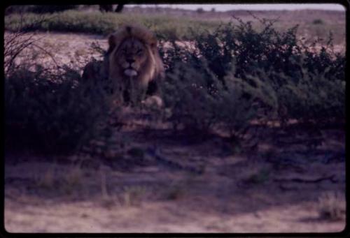 Lion lying in brush