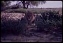 Lion lying in brush