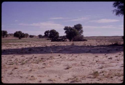 Lion drinking from a river, distant view