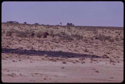 Springbok, distant view