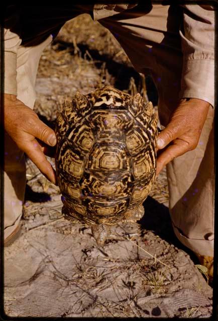 Person holding a turtle, showing the shell