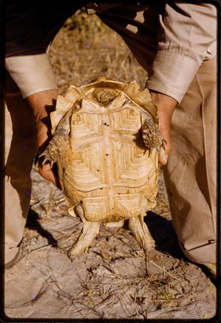 Person holding a turtle, showing the shell