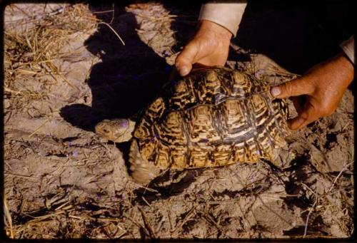 Person's hands holding a turtle