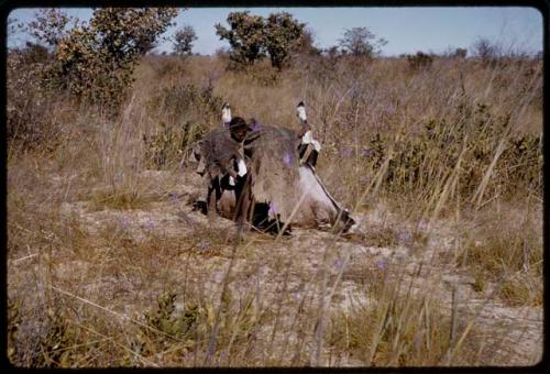 Gai and Oukwane rolling over a dead gemsbok