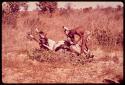 Gai and Oukwane rolling over a dead gemsbok