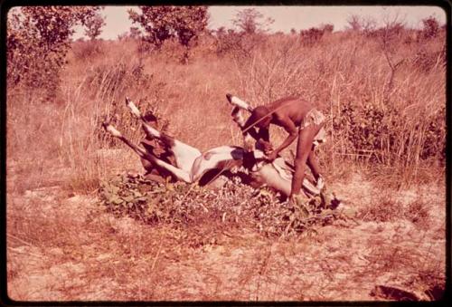 Gai and Oukwane rolling over a dead gemsbok