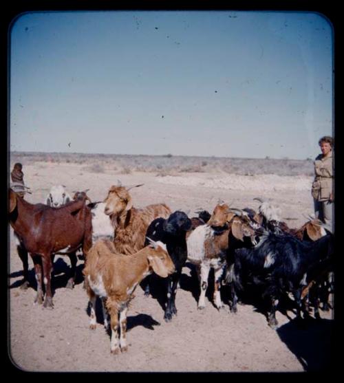 Expedition: Elizabeth Marshall Thomas with a herd of goats