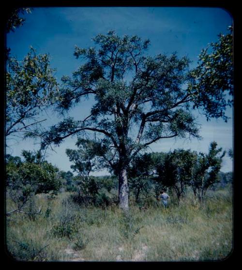 Expedition: Elizabeth Marshall Thomas standing among trees