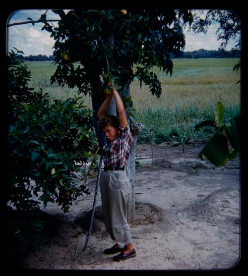 Expedition: Elizabeth Marshall Thomas picking a lemon from a tree