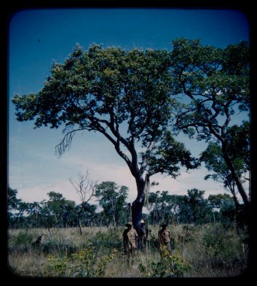 Expedition: Three expedition members standing by a tree