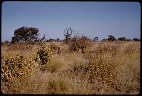 Three boys standing in grass