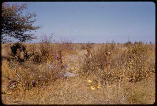 Three boys walking through grass, carrying tsama melons