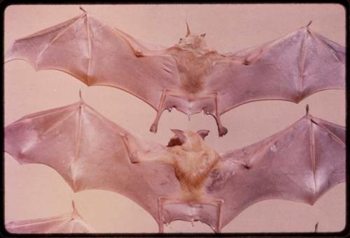 Two bats with their wings spread out