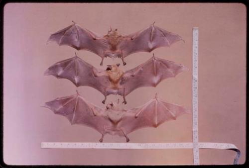 Three bats with their wings spread out