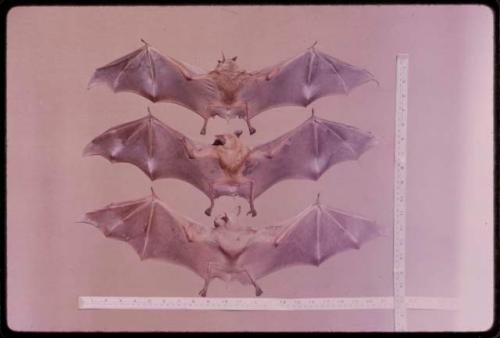 Three bats with their wings spread out