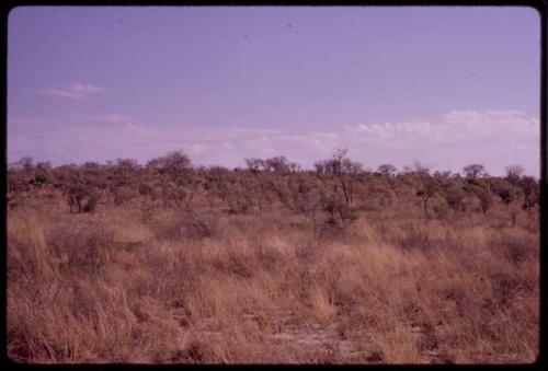 View of a veld