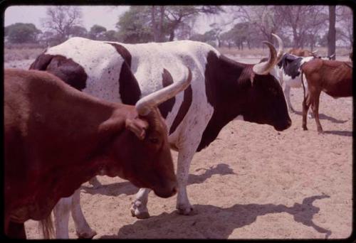 Herd of cattle