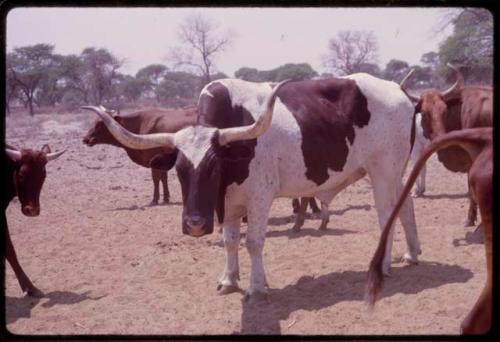 Herd of wide-horned oxen