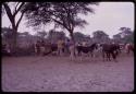 Group of people watering cattle at Urobitsi's well