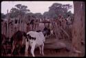 Cattle drinking water from a trough at well, with a group of people in the background