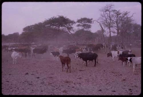 Herd of cattle waiting near Rapita's well